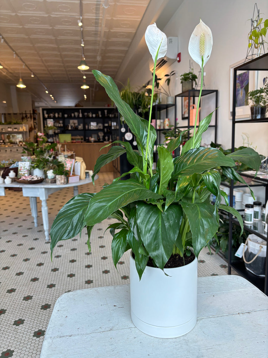 sympathy - peace lily